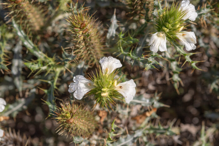 Thorny Spikeviolet (Acanthopsis horrida)