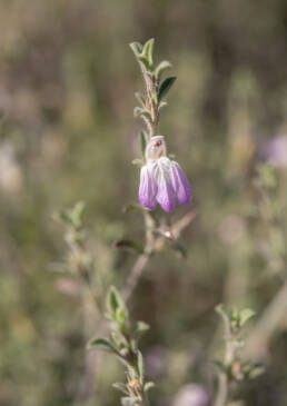 Pogonospermum patulum