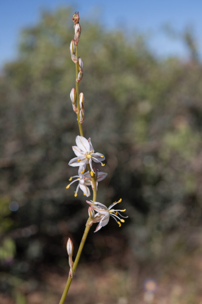 Cape plant (Chlorophytum)