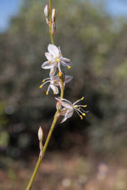 Cape plant (Chlorophytum)