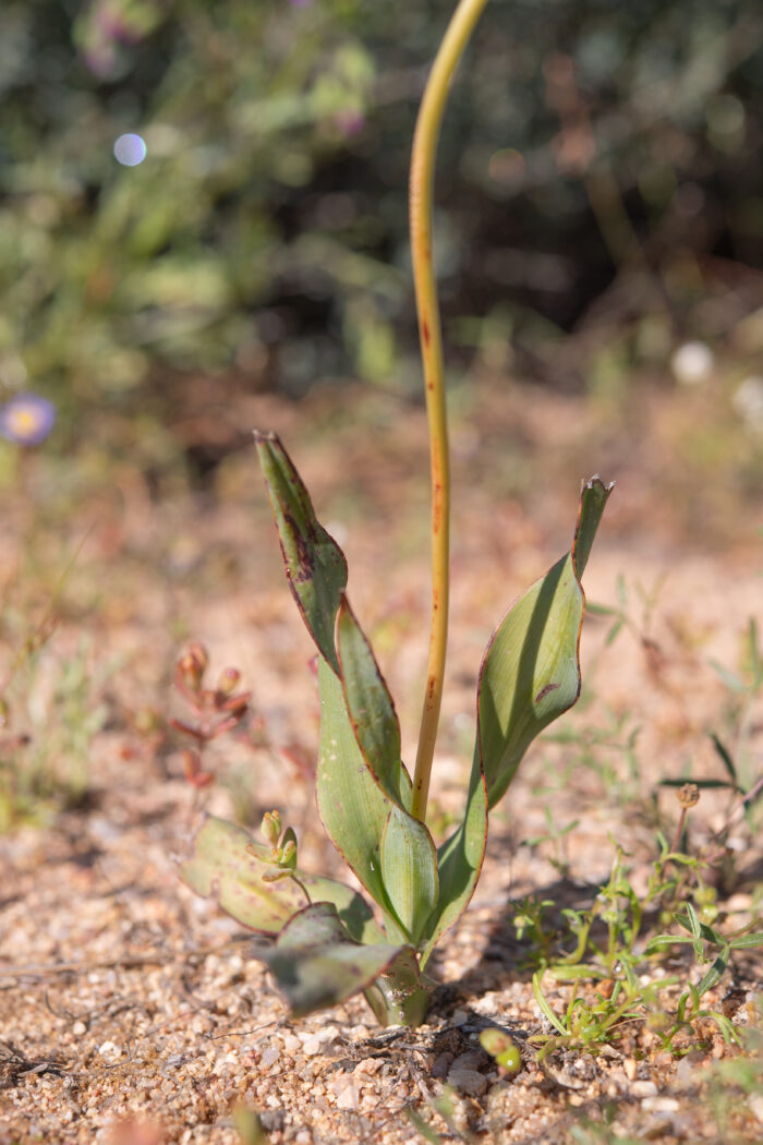 Cape plant (Chlorophytum)