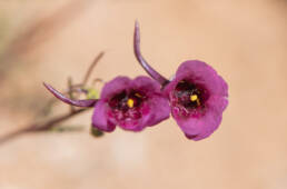 Diascia namaquensis