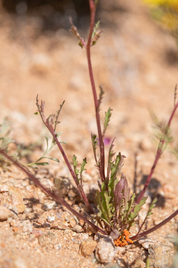 Diascia namaquensis