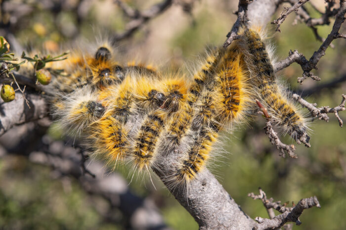 Double Eggarlet (Bombycomorpha dukei)