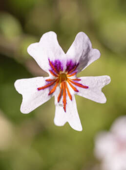 Starburst Jaybee (Jamesbrittenia racemosa)