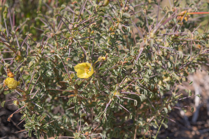 Yellow Bushmancandle (Monsonia spinosa)