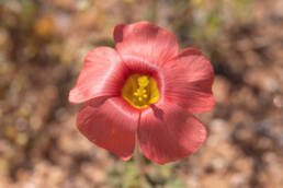 Yelloweye Woodsorrel (Oxalis obtusa)