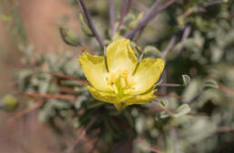 Yellow Bushmancandle (Monsonia spinosa)