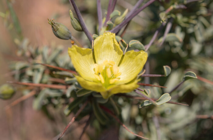 Yellow Bushmancandle (Monsonia spinosa)