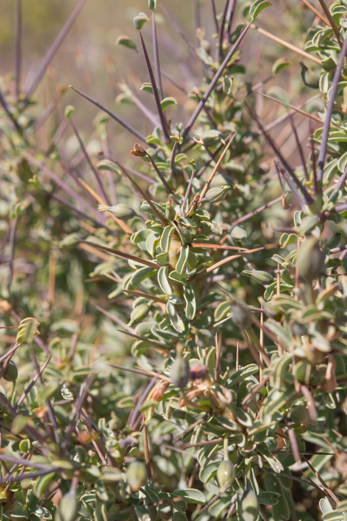 Yellow Bushmancandle (Monsonia spinosa)