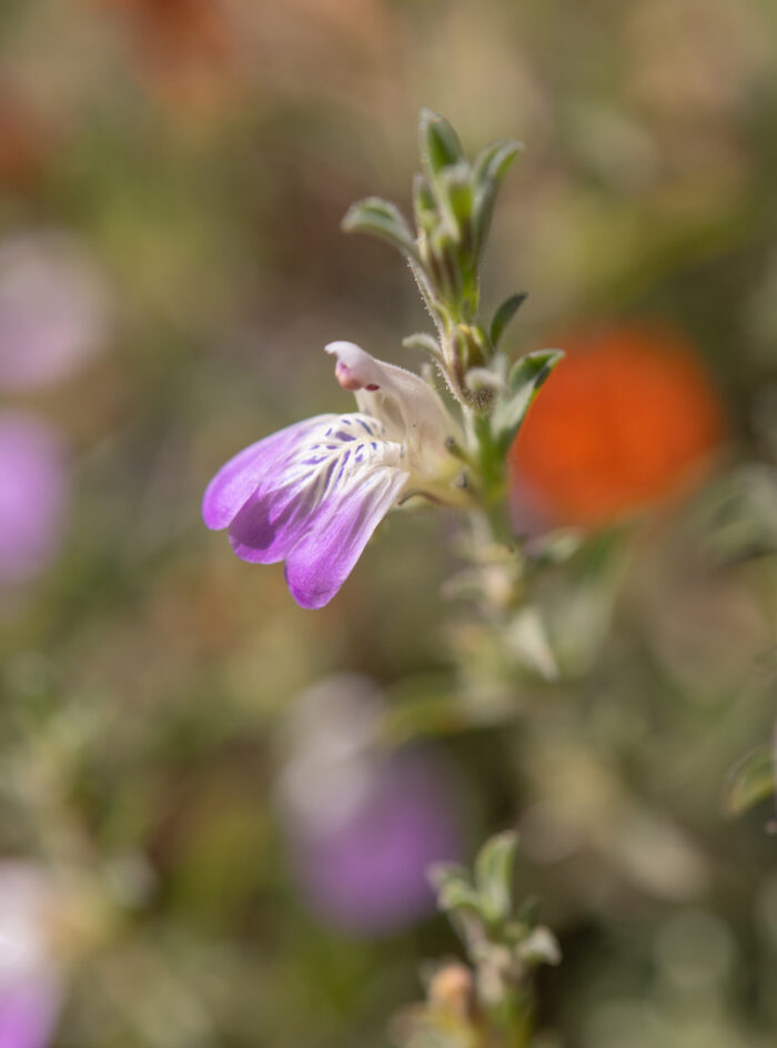 Pogonospermum patulum