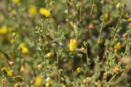 Cape plant (Fabaceae)