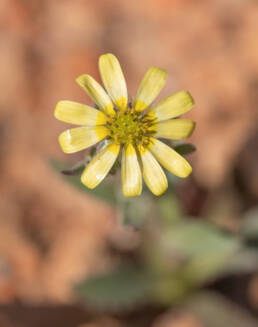 Cape plant (Osteospermum)