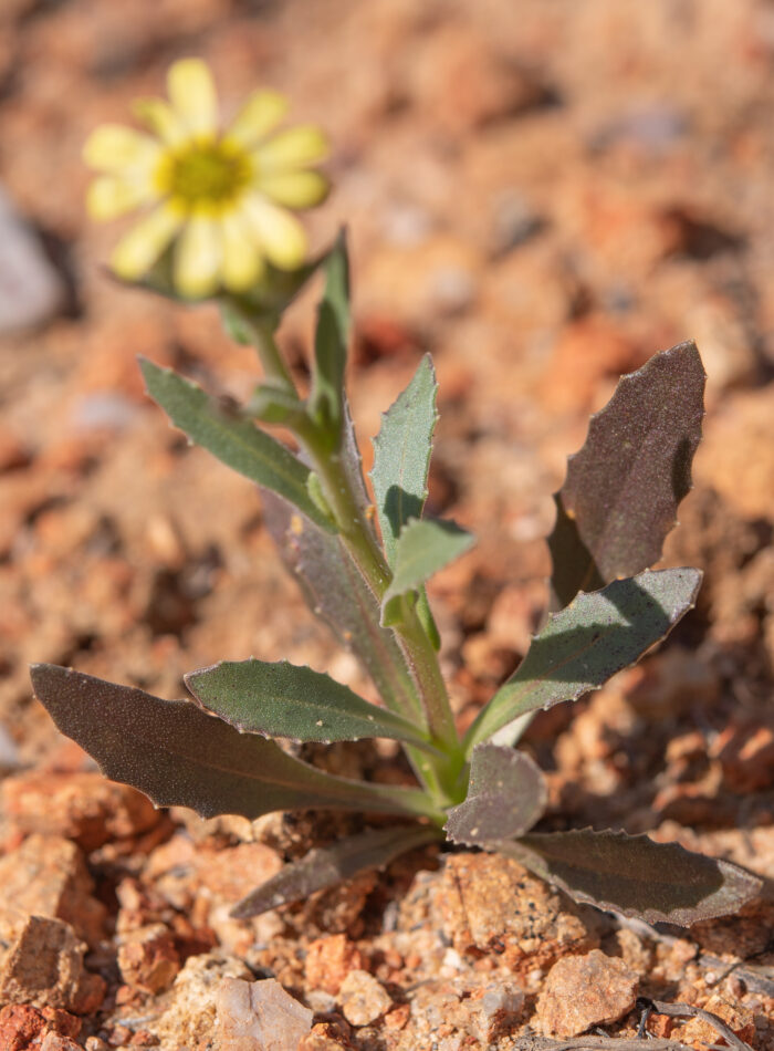 Cape plant (Osteospermum)