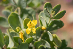 Cape plant (Roepera)