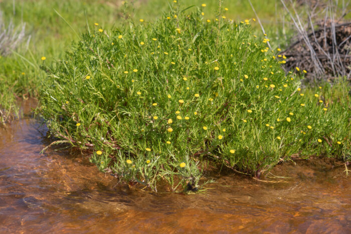 Cape plant (Cotula)