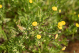 Cape plant (Cotula)