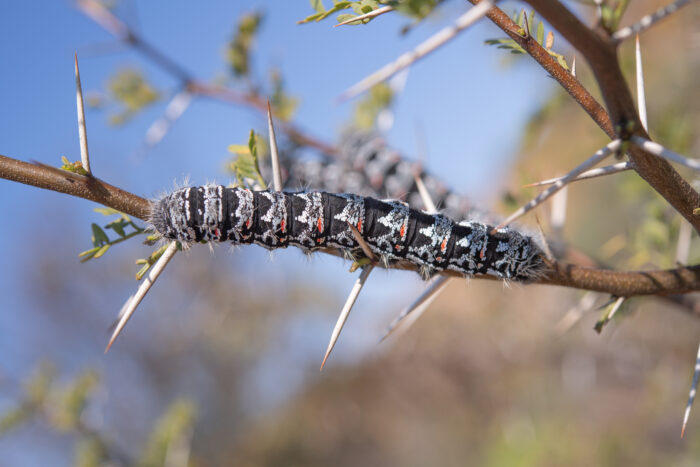 Zig-Zag Emperor Silkmoth (Gonimbrasia tyrrhea)