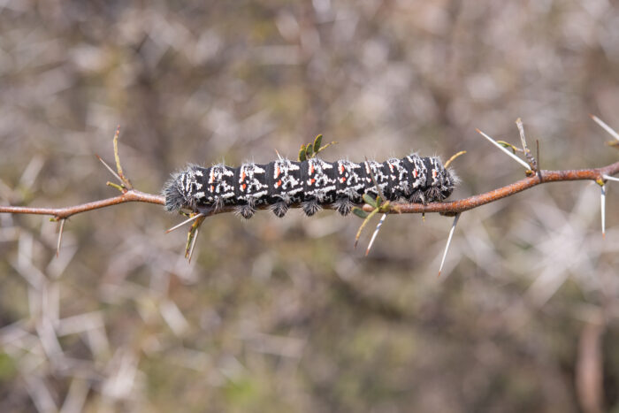 Zig-Zag Emperor Silkmoth (Gonimbrasia tyrrhea)