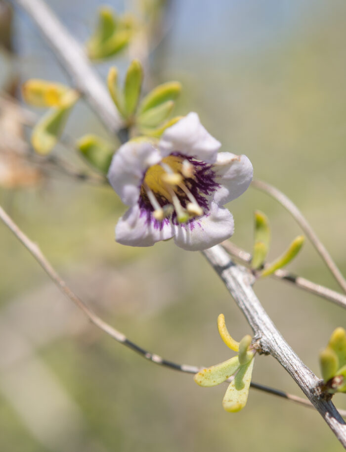 Snake Honeythorn (Lycium amoenum)