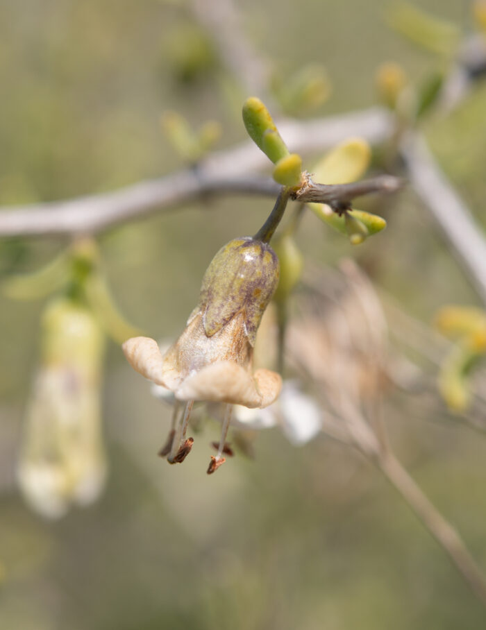 Snake Honeythorn (Lycium amoenum)