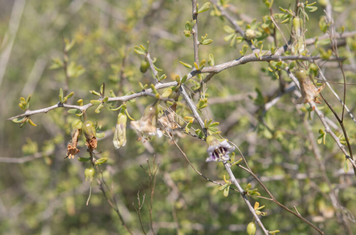 Snake Honeythorn (Lycium amoenum)