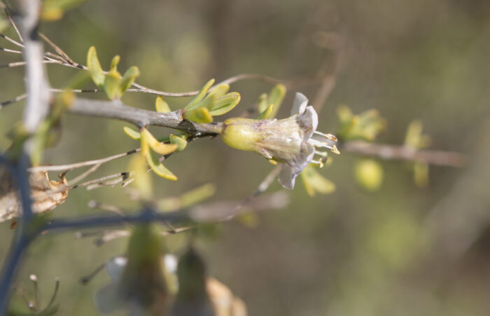 Snake Honeythorn (Lycium amoenum)