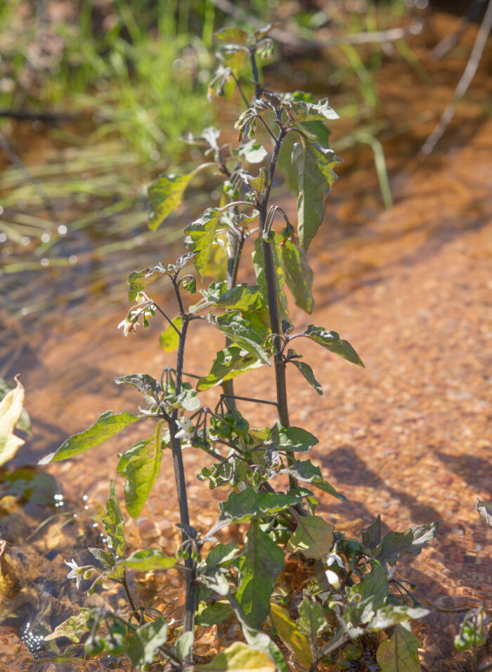 Cape plant (Solanaceae)