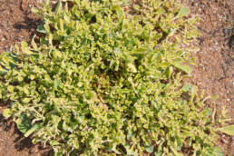 Cape plant (Aizoaceae)