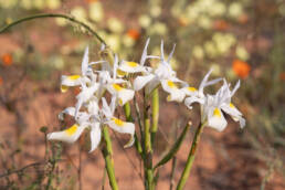 Threadstalk Tulp (Moraea filicaulis)