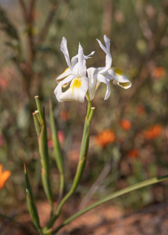 Threadstalk Tulp (Moraea filicaulis)