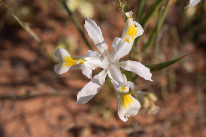 Threadstalk Tulp (Moraea filicaulis)