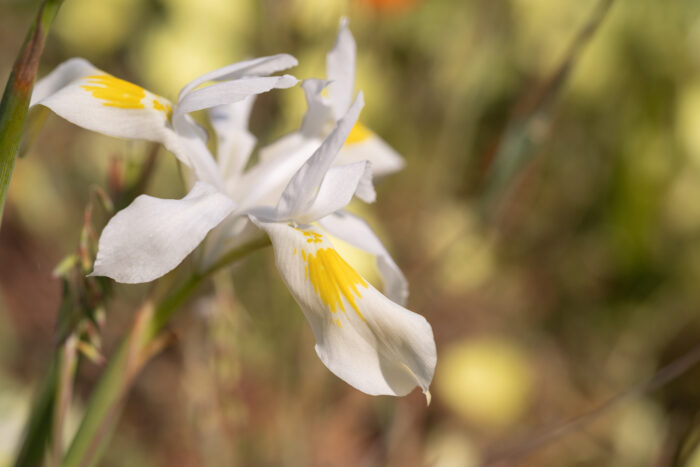 Threadstalk Tulp (Moraea filicaulis)