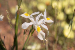 Threadstalk Tulp (Moraea filicaulis)