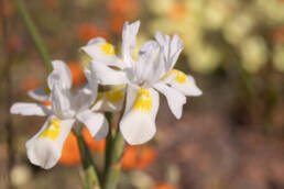 Threadstalk Tulp (Moraea filicaulis)