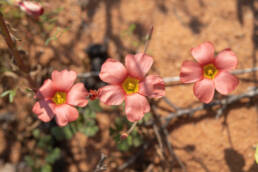 Yelloweye Woodsorrel (Oxalis obtusa)