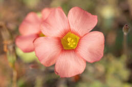 Yelloweye Woodsorrel (Oxalis obtusa)