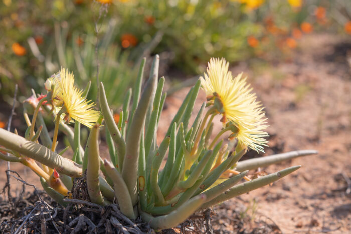 Redcentre Starfig (Cephalophyllum pillansii)