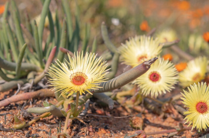 Redcentre Starfig (Cephalophyllum pillansii)