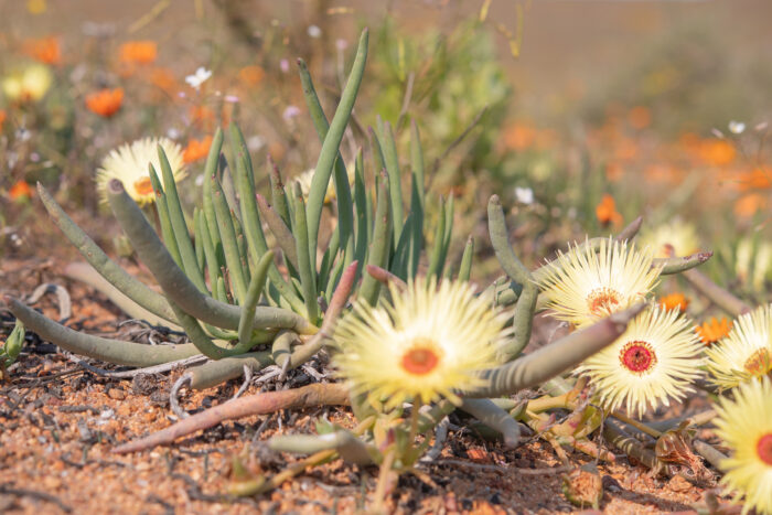 Redcentre Starfig (Cephalophyllum pillansii)