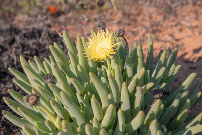 Golden Clockfig (Cheiridopsis robusta)