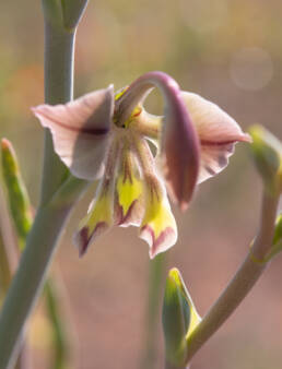 Orchid Kalkoentjie (Gladiolus Orchidiflorus)