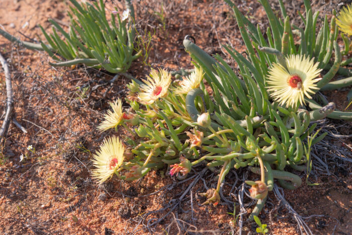 Redcentre Starfig (Cephalophyllum pillansii)