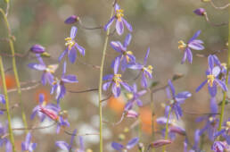 Blue Ladieshand (Cyanella hyacinthoides)