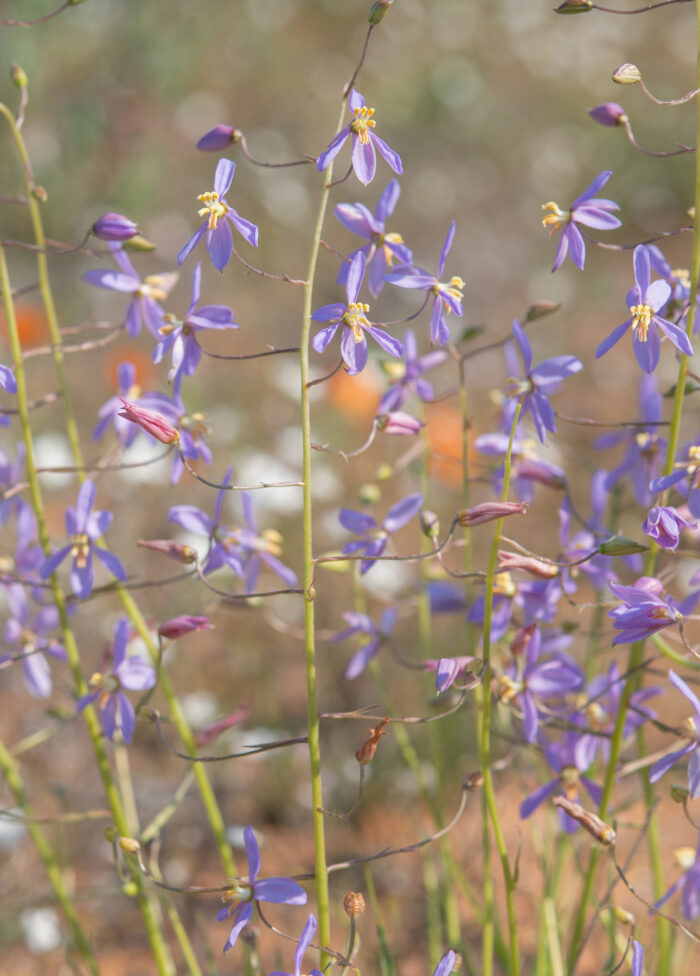 Blue Ladieshand (Cyanella hyacinthoides)