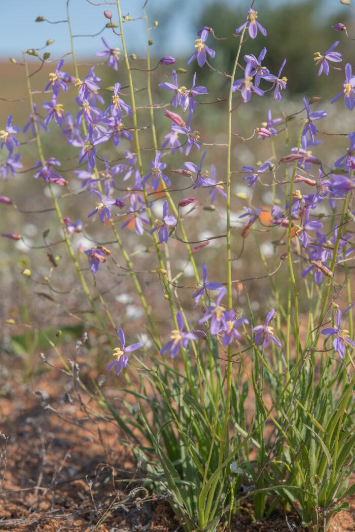 Blue Ladieshand (Cyanella hyacinthoides)