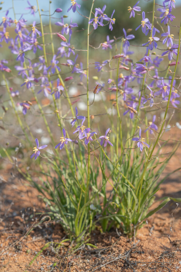 Blue Ladieshand (Cyanella hyacinthoides)