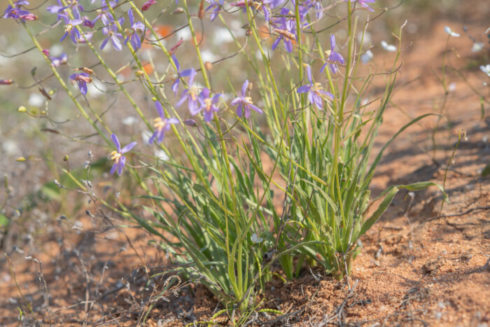 Blue Ladieshand (Cyanella hyacinthoides)