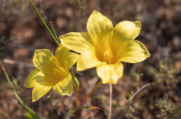 Romulea citrina