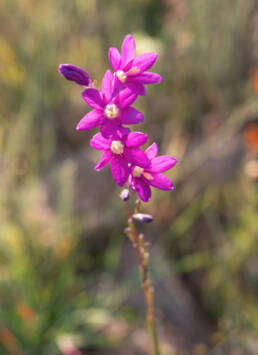 Ixia ramulosa